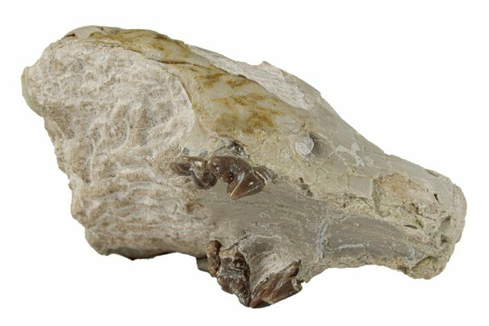 Rare, Fossil Canid (Hesperocyon) Upper Skull - Wyoming #269890